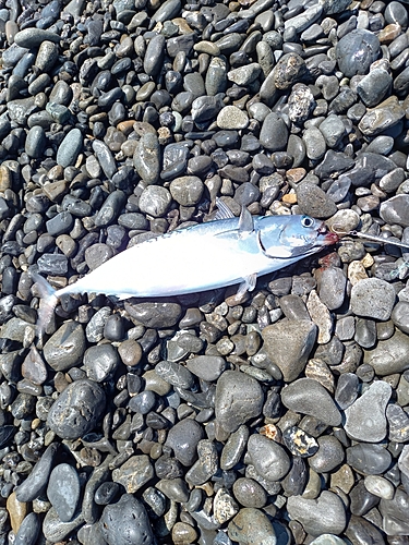 ソウダガツオの釣果