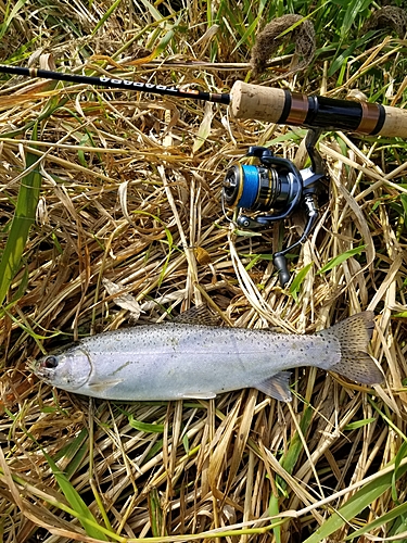 ニジマスの釣果