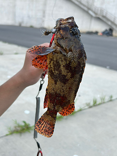 ヨロイメバルの釣果