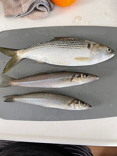 メゴチの釣果