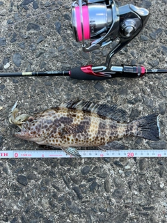 オオモンハタの釣果
