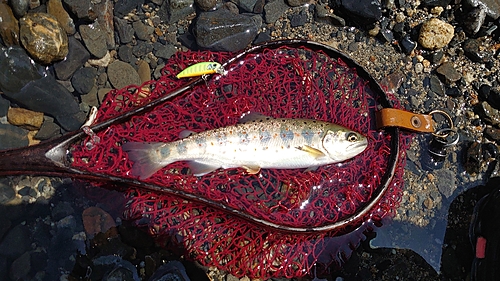 アマゴの釣果