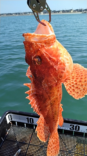 オニカサゴの釣果