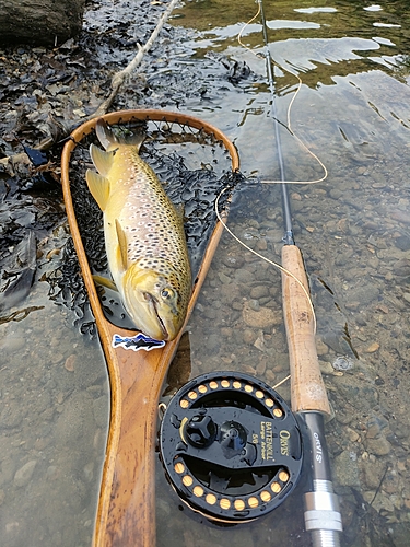 ブラウントラウトの釣果