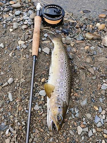 ブラウントラウトの釣果