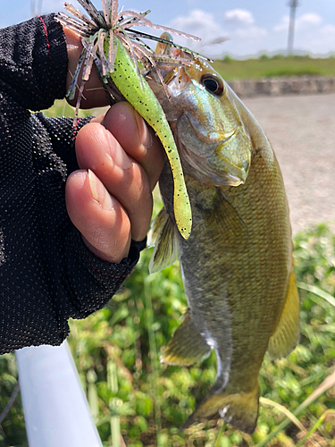 スモールマウスバスの釣果