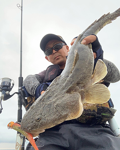 マゴチの釣果