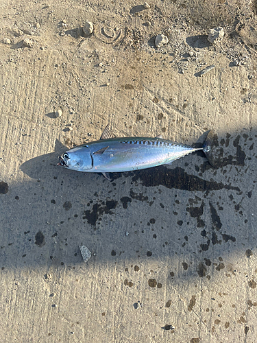 ソウダガツオの釣果