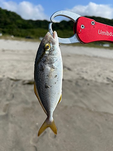 ショゴの釣果