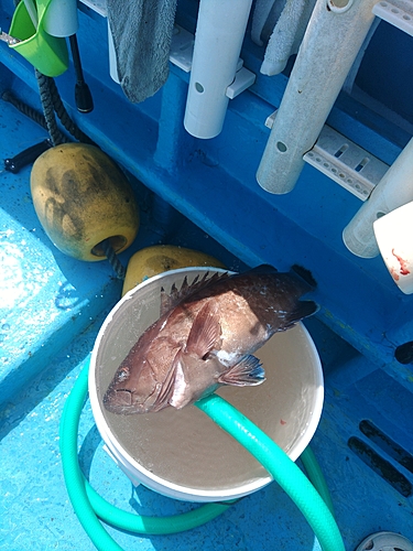 マハタの釣果