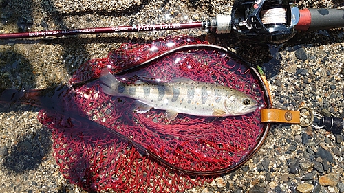 アマゴの釣果