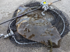 ツバクロエイの釣果