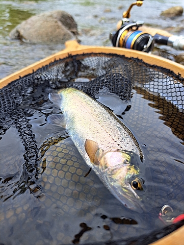 ニジマスの釣果