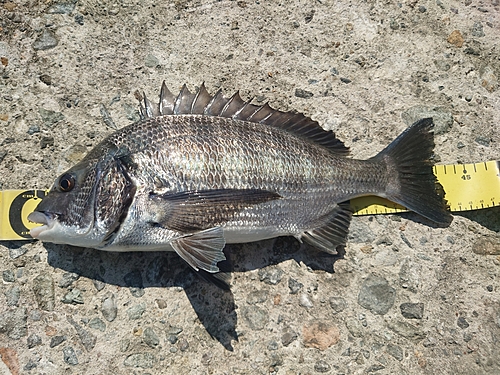 クロダイの釣果