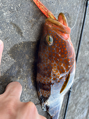 キジハタの釣果