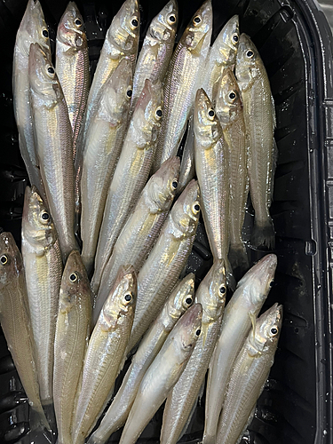 キスの釣果