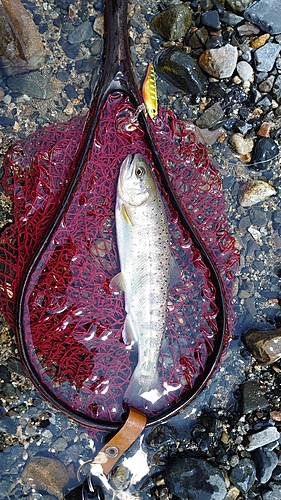 アマゴの釣果