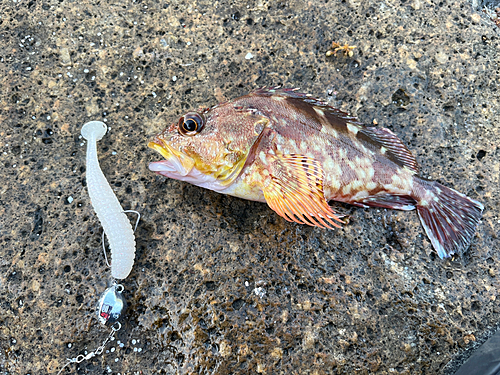 カサゴの釣果