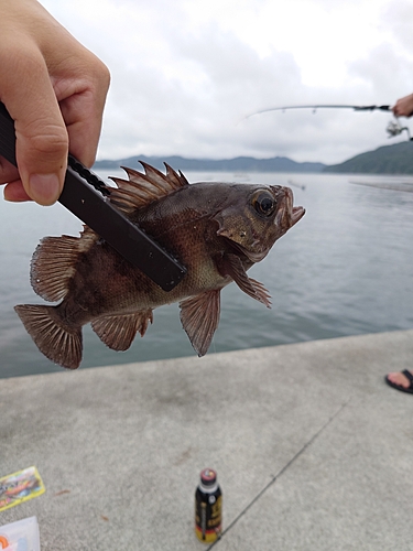 クロメバルの釣果