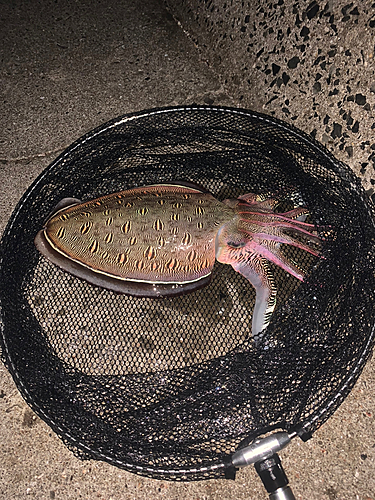 モンゴウイカの釣果