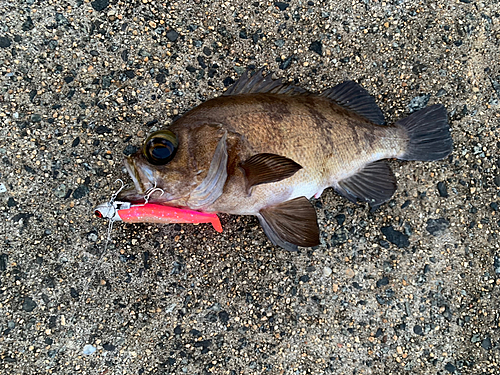 メバルの釣果