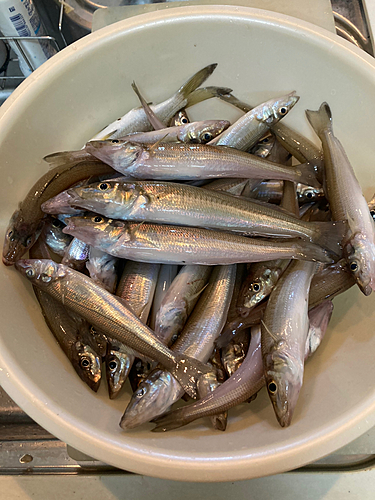 キスの釣果