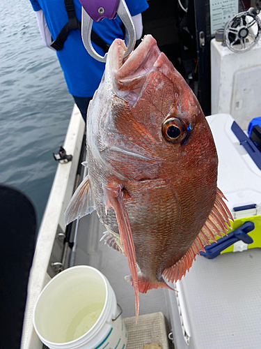 マダイの釣果