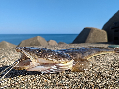 マゴチの釣果