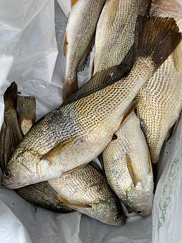 イシモチの釣果