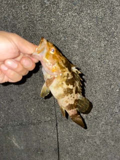 タケノコメバルの釣果