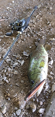 ブラックバスの釣果