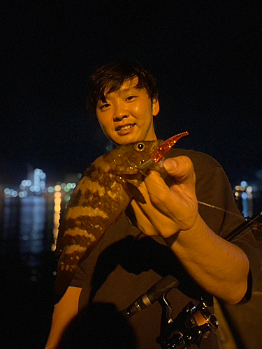 アコウの釣果