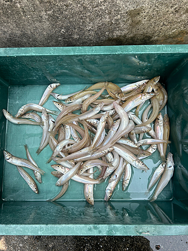 キスの釣果