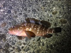 キジハタの釣果