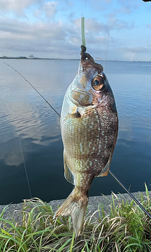 チャリコの釣果