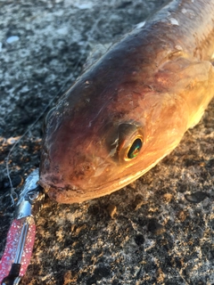 エソの釣果