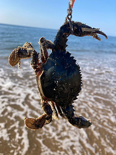 カニの釣果