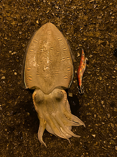 モンゴウイカの釣果