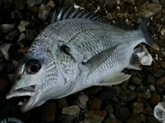 キビレの釣果