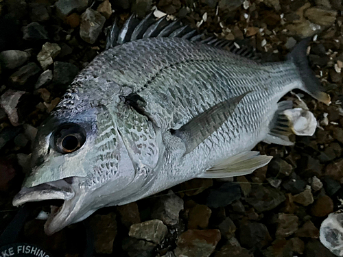 キビレの釣果