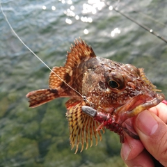 アラカブの釣果