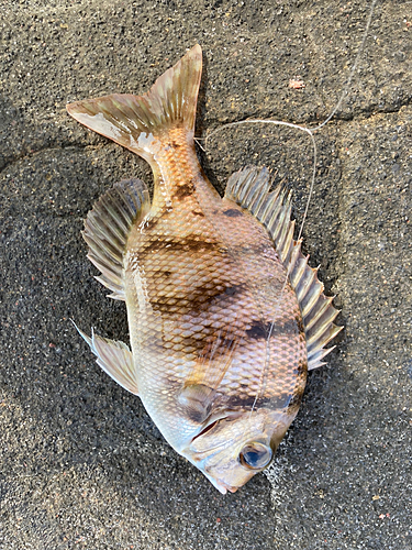 メイチダイの釣果