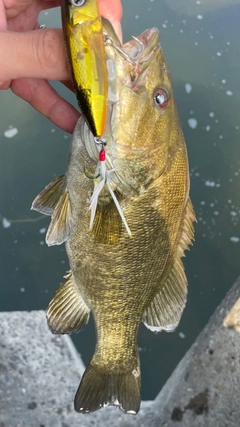 スモールマウスバスの釣果