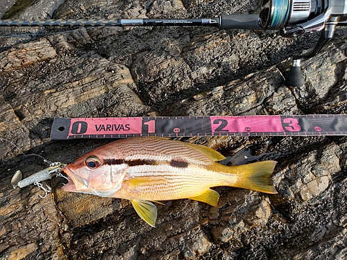 ヨコスジフエダイの釣果