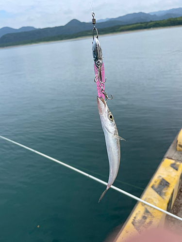 カマスの釣果