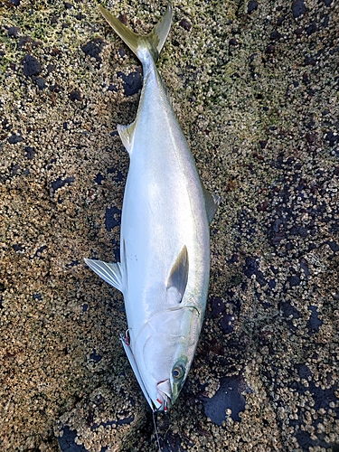 ブリの釣果