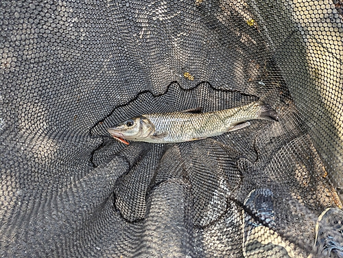 ニゴイの釣果