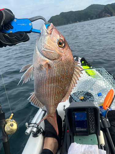 オオモンハタの釣果