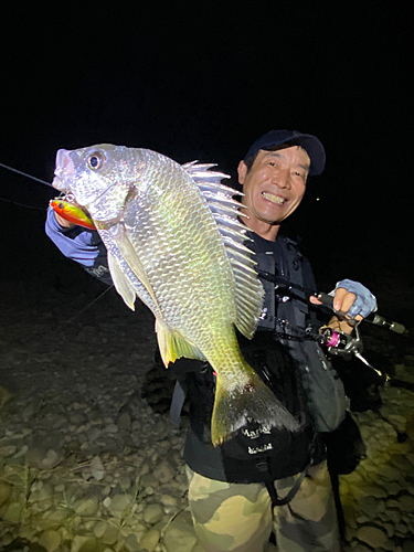 キチヌの釣果