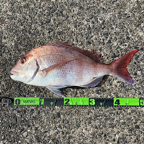 マダイの釣果